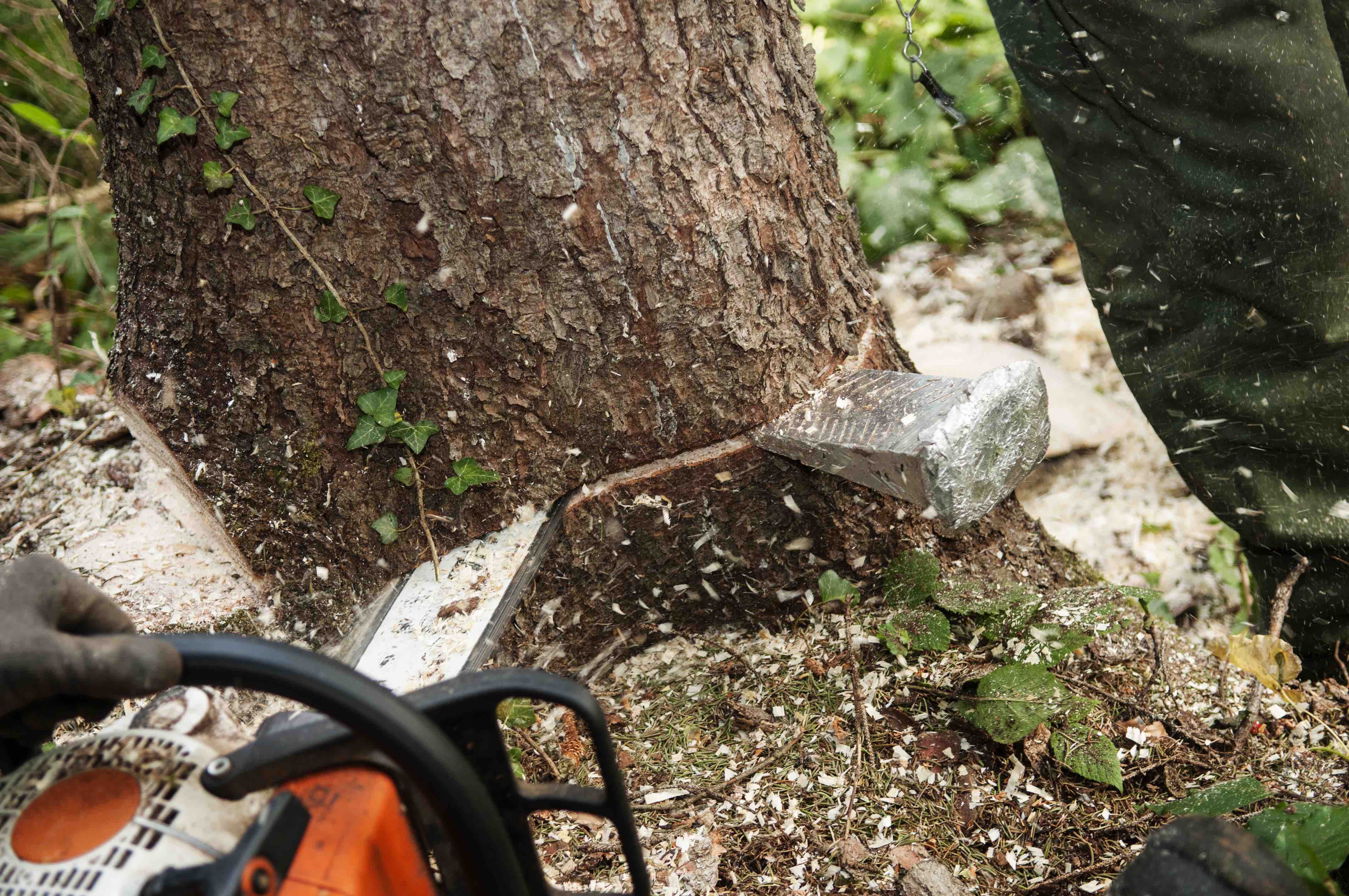 tree-surgeon-how-to-find-one-checkatrade-blog